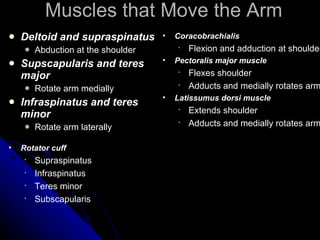 Muscles that Move the Arm Deltoid and supraspinatus Abduction at the shoulder Supscapularis and teres major Rotate arm medially Infraspinatus and teres minor Rotate arm laterally Rotator cuff   Supraspinatus Infraspinatus Teres minor Subscapularis Coracobrachialis Flexion and adduction at shoulder Pectoralis major muscle Flexes shoulder Adducts and medially rotates arm Latissumus dorsi muscle Extends shoulder Adducts and medially rotates arm 