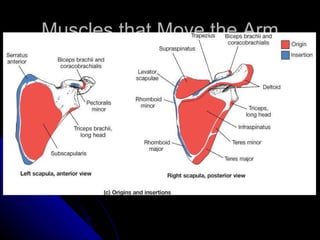 Muscles that Move the Arm 