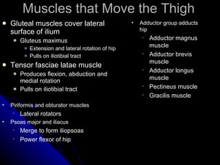 Muscles that Move the Thigh Gluteal muscles cover lateral surface of ilium Gluteus maximus Extension and lateral rotation of hip Pulls on iliotibial tract Tensor fasciae latae muscle Produces flexion, abduction and medial rotation Pulls on iliotibial tract Piriformis and obturator muscles Lateral rotators Psoas major and iliacus  Merge to form iliopsoas Power flexor of hip Adductor group adducts hip Adductor magnus muscle Adductor brevis muscle Adductor longus muscle Pectineus muscle Gracilis muscle 