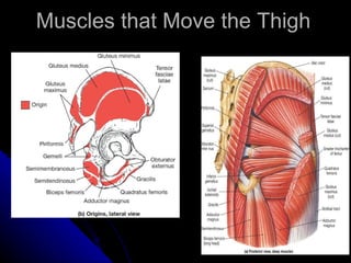 Muscles that Move the Thigh 