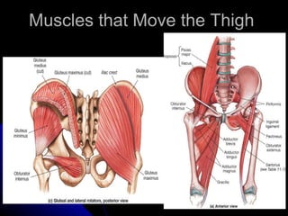 Muscles that Move the Thigh  