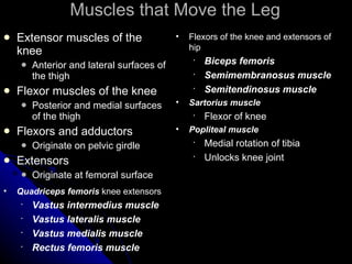 Muscles that Move the Leg Extensor muscles of the knee  Anterior and lateral surfaces of the thigh Flexor muscles of the knee Posterior and medial surfaces of the thigh Flexors and adductors Originate on pelvic girdle Extensors Originate at femoral surface Flexors of the knee and extensors of hip Biceps femoris Semimembranosus muscle Semitendinosus muscle Sartorius muscle Flexor of knee Popliteal muscle Medial rotation of tibia Unlocks knee joint Quadriceps femoris  knee extensors Vastus intermedius muscle Vastus lateralis muscle Vastus medialis muscle Rectus femoris muscle 