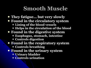 Smooth Muscle They fatigue… but very slowly Found in the circulatory system Lining of the blood vessels Helps in the circulation of the blood Found in the digestive system Esophagus, stomach, intestine Controls digestion Found in the respiratory system Controls breathing Found in the urinary system Urinary bladder Controls urination 
