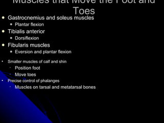 Muscles that Move the Foot and Toes Gastrocnemius and soleus muscles Plantar flexion Tibialis anterior Dorsiflexion Fibularis muscles Eversion and plantar flexion Smaller muscles of calf and shin Position foot Move toes Precise control of phalanges Muscles on tarsal and metatarsal bones 