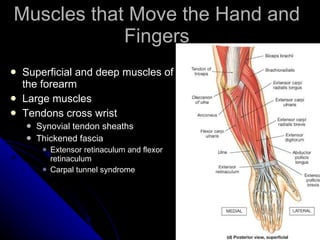 Muscles that Move the Hand and Fingers Superficial and deep muscles of the forearm  Large muscles Tendons cross wrist Synovial tendon sheaths Thickened fascia Extensor retinaculum and flexor retinaculum Carpal tunnel syndrome 