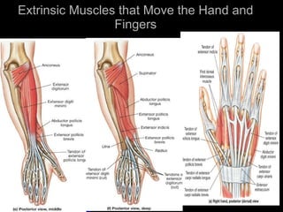 Extrinsic Muscles that Move the Hand and Fingers 