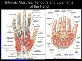 Intrinsic Muscles, Tendons and Ligaments of the Hand 