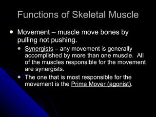 Functions of Skeletal Muscle <ul><li>Movement – muscle move bones by pulling not pushing. </li></ul><ul><ul><li>Synergists...