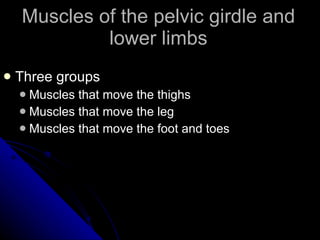 Muscles of the pelvic girdle and lower limbs <ul><li>Three groups </li></ul><ul><ul><li>Muscles that move the thighs </li>...