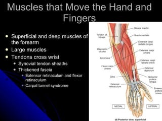 Muscles that Move the Hand and Fingers <ul><li>Superficial and deep muscles of the forearm  </li></ul><ul><li>Large muscle...