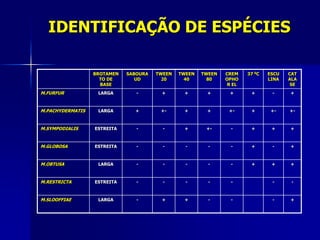 IDENTIFICAÇÃO DE ESPÉCIES

                  BROTAMEN   SABOURA   TWEEN   TWEEN   TWEEN   CREM    37 0C   ESCU   CAT
                    TO DE       UD       20      40      80    OPHO            LINA   ALA
                    BASE                                        R EL                   SE
M.FURFUR           LARGA        -       +       +       +       +       +       -     +



M.PACHYDERMATIS    LARGA       +        +-      +       +       +-      +       +-    +-



M.SYMPODIALIS     ESTREITA      -        -      +       +-       -      +       +     +



M.GLOBOSA         ESTREITA      -        -       -       -       -      +       -     +



M.OBTUSA           LARGA        -        -       -       -       -      +       +     +



M.RESTRICTA       ESTREITA      -        -       -       -       -              -      -



M.SLOOFFIAE        LARGA        -       +       +        -       -              -     +
 