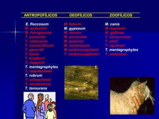 ANTROPOFÍLICOS          GEOFÍLICOS           ZOOFÍLICOS

. E. floccosum        M. fulvum            M. canis
  M. audouinii        M. gypseum           M. equinum
  M. ferrugineum      M. nanum             M. gallinae
  T. yaoundei         M. persicolor        T. verrucosum.
  T. violaceum        M. praecox           T. simii
  T. concentricum     M. racemosum         T. equinum
  T. gourvilii        M vanbreuseghemii    T. mentagrophytes
  T. kanei            T. vanbreuseghemii   T. sarkisovii
  T. krajdenii
  T. megninii
  T. mentagrophytes
  T. raubitschekii
  T. rubrum
  T. schoenleinii
  T. soudanense
  T. tonsurans
 