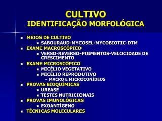 CULTIVO
    IDENTIFICAÇÃO MORFOLÓGICA
   MEIOS DE CULTIVO
        SABOURAUD-MYCOSEL-MYCOBIOTIC-DTM
   EXAME MACROSCÓPICO
        VERSO-REVERSO-PIGMENTOS-VELOCIDADE DE
         CRESCIMENTO
   EXAME MICROSCÓPICO
        MICÉLIO VEGETATIVO
        MICÉLIO REPRODUTIVO
          – MACRO E MICROCONÍDEOS
   PROVAS BIOQUÍMICAS
        UREASE
        TESTES NUTRICIONAIS
   PROVAS IMUNOLÓGICAS
        EXOANTÍGENO
   TÉCNICAS MOLECULARES
 