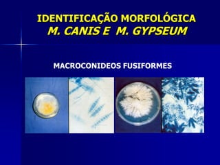 IDENTIFICAÇÃO MORFOLÓGICA
 M. CANIS E M. GYPSEUM

  MACROCONIDEOS FUSIFORMES
 