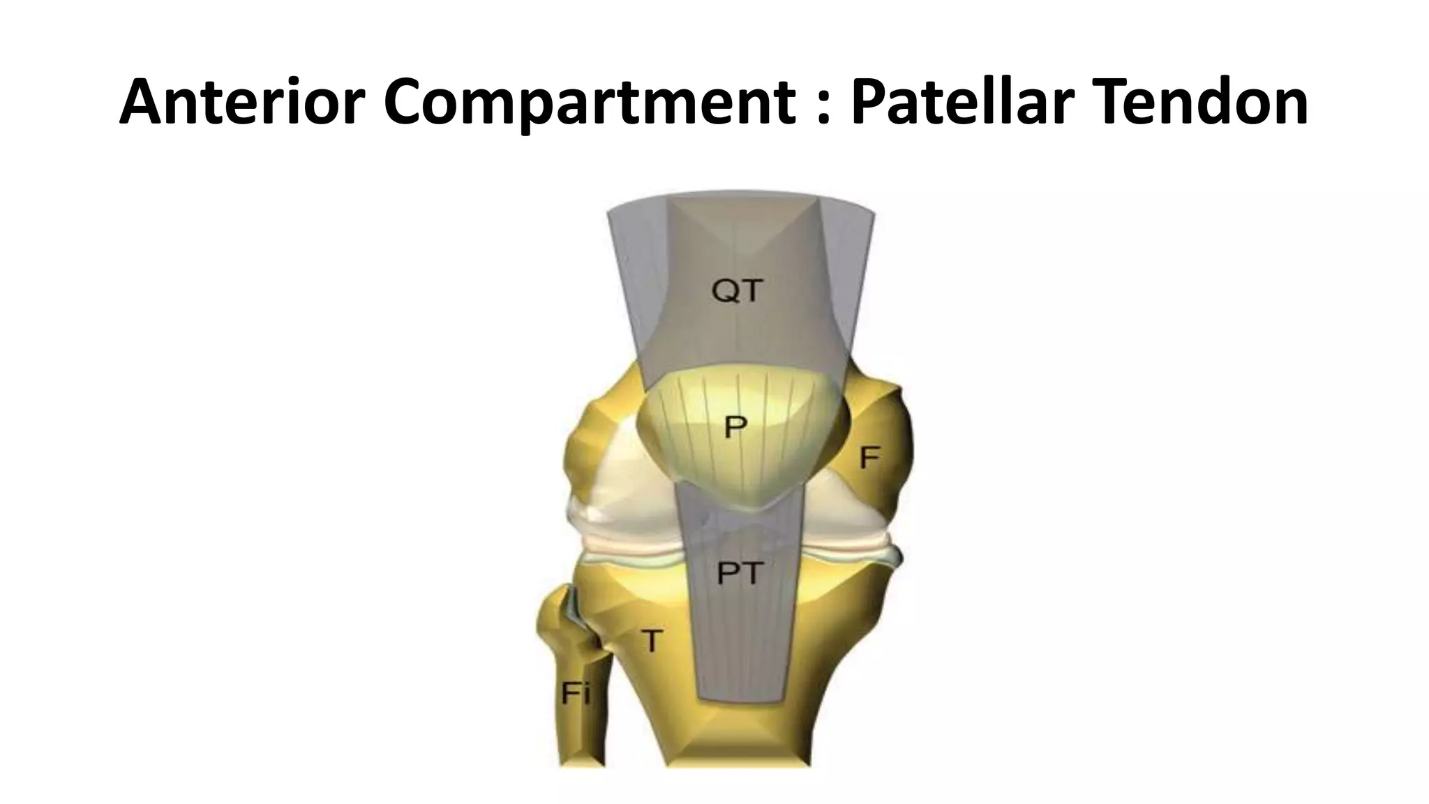 Knee Training Model Muscloskeletal Ultrasound of the knee (basic level) | PPTX