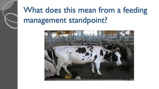What does this mean from a feeding
management standpoint?
 