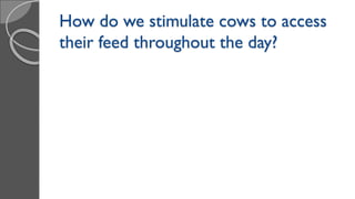 How do we stimulate cows to access
their feed throughout the day?
 