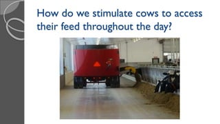 How do we stimulate cows to access
their feed throughout the day?
 