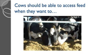 Cows should be able to access feed
when they want to…
 