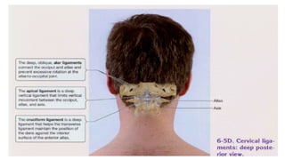 MT-01 Anatomy and biomechanics of cervical spine-102024 [Autosaved].pptx