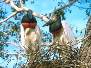 Seguem-se os municípios de Várzea Grande (237.925), Rondonópolis (179.094), Sinop (110.513), Cáceres (86.805), Tangará da Serra (79.870), Sorriso (57.794), Barra do Garças (54.882), Primavera do Leste (46.311), Juina (39.582).