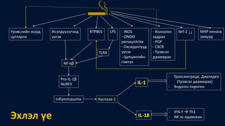 Үрэвслийн эсүүд
цугларна
Исэлдүүлэгчид
үүсэх
- iNOS
- ONOO-
peroxynitrite
- Оксидантууд
үүсэх
- Цулцангийн
гэмтэл
- Коллаген
задрах
- PGP
- CXCR
- Үрэвсэл
даамжрах
LPSRTP801 Nrf-2 ↓↓
NF-kβ
Pro-IL-1β
NLRP3
Inflammasome Каспаза-1
IL-1
IL-18
- Трансмиграци, Диапедез
(Үрэвсэл даамжрах)
- Эндоген пироген
- IFN-Y  Th1
- NK эс идэвхжих
TLR4
Эхлэл үе
MAP киназа
замууд
 