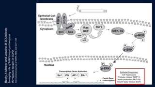 BeckyAMercerandJeanineMD’Armiento
EmergingroleofMAPkinasepathwaysas
therapeutictargetsinCOPD
InternationalJournalofCOPD2006:1(2)137–150
 