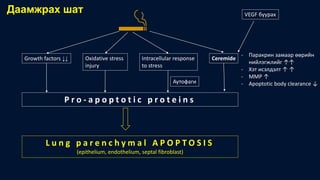 Даамжрах шат
Growth factors ↓↓ Oxidative stress
injury
Intracellular response
to stress
Ceremide
P r o - a p o p t o t i c p r o t e i n s
L u n g p a r e n c h y m a l A P O P T O S I S
(epithelium, endothelium, septal fibroblast)
VEGF буурах
- Паракрин замаар өөрийн
нийлэгжлийг ↑↑
- Хэт исэлдэлт ↑ ↑
- MMP ↑
- Apoptotic body clearance ↓Аутофаги
 