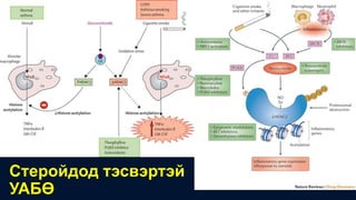 Стеройдод тэсвэртэй
УАБӨ
 