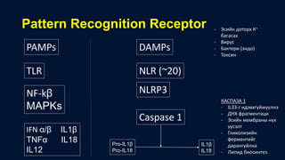 Pattern Recognition Receptor
TLR NLR (~20)
PAMPs DAMPs
NF-kβ
MAPKs
IFN α/β IL1β
TNFα IL18
IL12
NLRP3
Caspase 1
Pro-IL1β
Pro-IL18
IL1β
IL18
КАСПАЗА 1
- IL33-г идэвхгүйжүүлнэ
- ДНХ фрагментаци
- Эсийн мембраны нүх
үүсэлт
- Гликолизийн
ферментийг
дарангуйлна
- Липид биосинтез
- Эсийн доторх К+
багасах
- Вирүс
- Бактери (эндо)
- Токсин
 