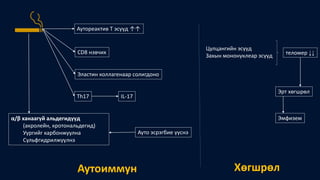 Аутореактив Т эсүүд ↑↑
CD8 нэвчих
α/β ханаагүй альдегидүүд
(акролейн, кротональдегид)
Уургийг карбонжуулна
Сульфгидрилжүүлнэ
Ауто эсрэгбие үүснэ
Эластин коллагенаар солигдоно
Th17 IL-17
Цулцангийн эсүүд
Захын мононуклеар эсүүд теломер ↓↓
Эрт хөгшрөл
Эмфизем
Аутоиммун Хөгшрөл
 
