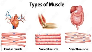 Histology and Functions of Skeletal, Cardiac, and Smooth Muscle ...