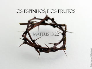 Mateus 13:22
Os espinhos e os frutos
Foto:sxc.hu(SCapture)
 