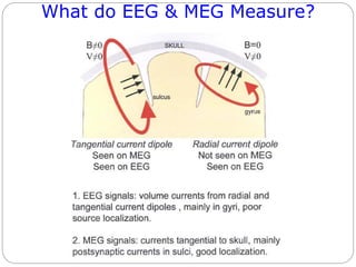 What do EEG & MEG Measure?
 
