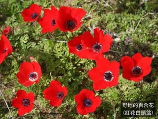 野地的百合花
(紅花白頭翁)
 