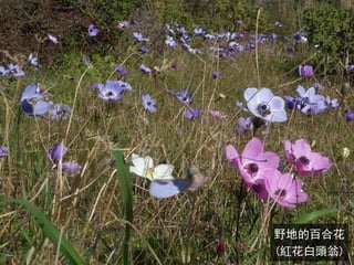 野地的百合花
(紅花白頭翁)
 