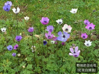 野地的百合花
(紅花白頭翁)
 
