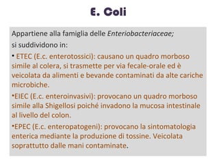 E. Coli
Appartiene alla famiglia delle Enteriobacteriaceae;
si suddividono in:
 ETEC (E.c. enterotossici): causano un quadro

morboso simile al colera, si trasmette per via fecale-
orale ed è veicolata da alimenti e bevande contaminati
da alte cariche microbiche.
EIEC (E.c. enteroinvasivi): provocano un quadro

morboso simile alla Shigellosi poiché invadono la
mucosa intestinale al livello del colon.
EPEC (E.c. enteropatogeni): provocano la

sintomatologia enterica mediante la produzione di
tossine. Veicolata soprattutto dalle mani contaminate.
 
