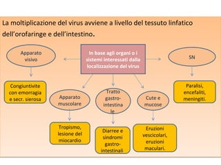 La moltiplicazione del virus avviene a livello del tessuto linfatico
dell’orofaringe e dell’intestino.

       Apparato                     In base agli organi o i
        visivo                    sistemi interessati dalla                    SN
                                  localizzazione del virus


   Congiuntivite                                                              Paralisi,
  con emorragia                            Tratto                            encefaliti,
  e secr. sierosa   Apparato              gastro-             Cute e         meningiti.
                    muscolare            intestina            mucose
                                             le

                     Tropismo,                                 Eruzioni
                                         Diarree e
                    lesione del                               vescicolari,
                                         sindromi
                     miocardio                                 eruzioni
                                          gastro-
                                        intestinali            maculari.
 