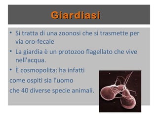 Giardiasi
 Si tratta di una zoonosi che si trasmette
  per via oro-fecale
 La giardia è un protozoo flagellato che

  vive nell'acqua.
 È cosmopolita: ha infatti

come ospiti sia l'uomo
che 40 diverse specie animali.
 