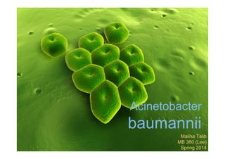 Acinetobacter

baumannii
Maliha Talib
MB 360 (Lee)
Spring 2014

 