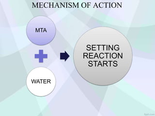 MECHANISM OF ACTION
MTA
WATER
SETTING
REACTION
STARTS
 