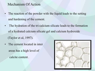 • The reaction of the powder with the liquid leads to the setting
and hardening of the cement.
• The hydration of the tri-calcium silicate leads to the formation
of a hydrated calcium silicate gel and calcium hydroxide
(Taylor et al, 1997).
• The cement located in inter
areas has a high level of
calcite content .
Mechanism Of Action
 