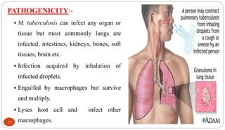PATHOGENICITY:-
 M. tuberculosis can infect any organ or
tissue but most commonly lungs are
infected; intestines, kidneys, bones, soft
tissues, brain etc.
 Infection acquired by inhalation of
infected droplets.
 Engulfed by macrophages but survive
and multiply.
 Lyses host cell and infect other
macrophages.17
 