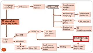 18
M. tuberculosis
enters lung alveoli
Macrophages
accumulate
AFB grows
Caseation
necrosis Primary TB
Granulomatous
periphery
(CMI)
Bacteria stops
multiplying
Rupture into
pleura
Rupture into
bronchus
Healing and
fibrous scar
TB pleuritis
TB
bronchopneumonia
AFB in
vessel Bacillaemia
Poor CMI
Miliary TB CNS, lung,
liver, spleen,
marrow
Lung, CNS,
Kidney, Bone Good CMI
Small caseous
granulomatous
lesions
Healing Reactivation/
Reinfection
POST-PRIMARY
TB
 