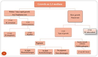 30
Growth on LJ medium
Within 7 days rapid growth
Aryl Suphatase test
(+ve)
M. fortuitum (-ve)
Tellurite Reduction
(+ve)
M.smegmatis
(-ve)
M.phlei
Slow growth
Niacin test
(-ve)
Type of growth
Pigment
In light
Photochromogen
In dark
Scotochromogen
No pigment
Non chromogen
Scanty smooth
colonies
Rabbit pathogene
(+ve) M. bovis
(+ve)
M. tuberculosis
 
