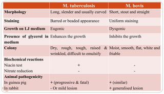 31
M. tuberculosis M. bovis
Morphology Long, slender and usually curved Short, stout and straight
Staining Barred or beaded appearance Uniform staining
Growth on LJ medium Eugonic Dysgonic
Presence of glycerol in
medium
Enhances the growth Inhibits the growth
Colony Dry, rough, tough, raised &
wrinkled, difficult to emulsify
Moist, smooth, flat, white and
friable
Biochemical reactions
Niacin test
Nitrate reduction
+
-
-
-
Animal pathogenicity
In guinea pig
In rabbit
+ (progressive & fatal)
- Or mild lesion
+ (similar)
+ generalised lesion
 