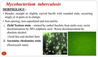 Mycobacterium tuberculosis
MORPHOLOGY:-
 Slender, straight or slightly curved bacilli with rounded ends, occurring
singly or in pairs or in clumps.
 Non-sporing, non-capsulated and non-motile.
1. Ziehl Neelsen stain – stained by carbol fuschin; heat melts wax; resist
decolourisation by 20% sulphuric acid . Resist decolourization by
absolute alcohol.
(Acid fast and alcohol fast)
2. Auramine rhodamine stain
(fluorescent stain)
6
 