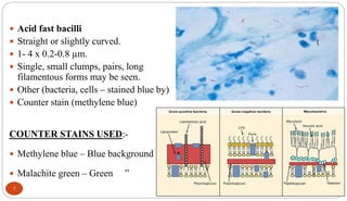  Acid fast bacilli
 Straight or slightly curved.
 1- 4 x 0.2-0.8 µm.
 Single, small clumps, pairs, long
filamentous forms may be seen.
 Other (bacteria, cells – stained blue by)
 Counter stain (methylene blue)
COUNTER STAINS USED:-
 Methylene blue – Blue background
 Malachite green – Green ”
7
 