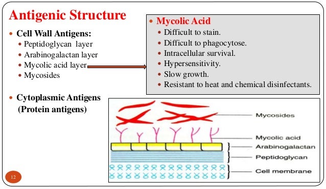Mycobacterium tuberculosis